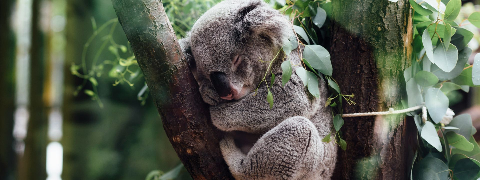 koala